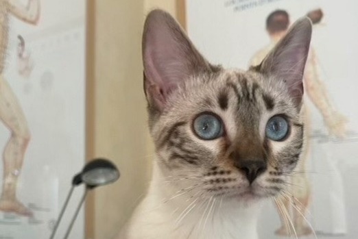 Disappearance alert Cat  Female , 2 years Peyrolles-en-Provence France