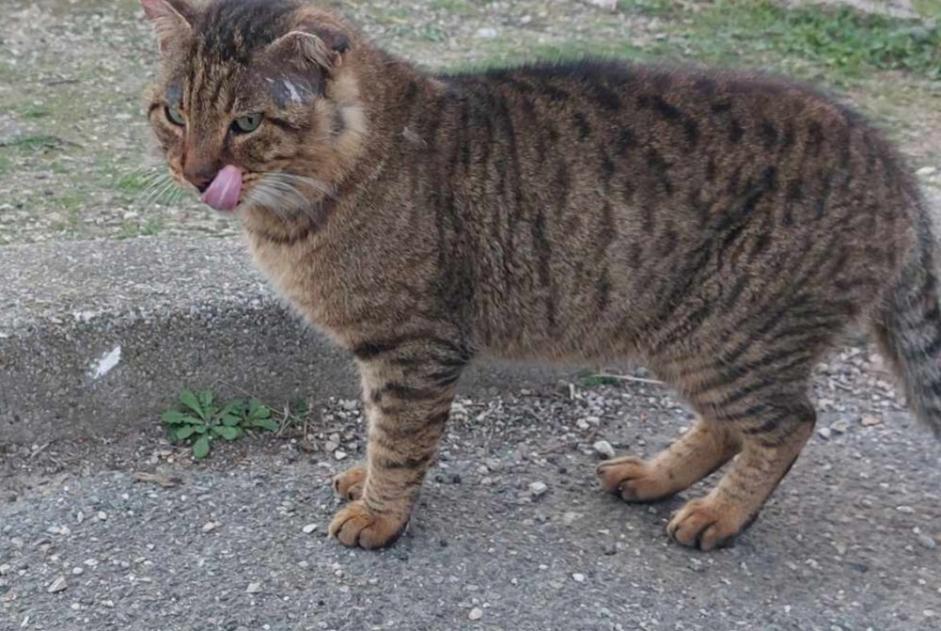 Disappearance alert Cat miscegenation  Male , 4 years Aubagne France