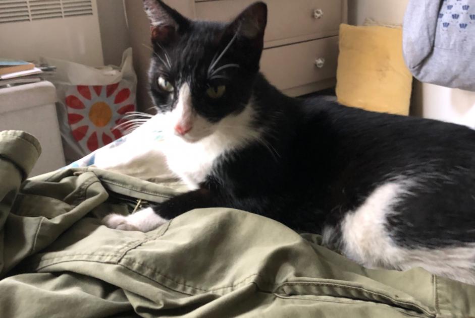 Fundmeldung Katze Männliche Marseille Frankreich
