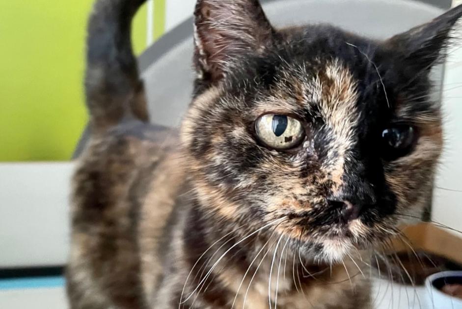 Fundmeldung Katze Weiblich Berre-l'Étang Frankreich