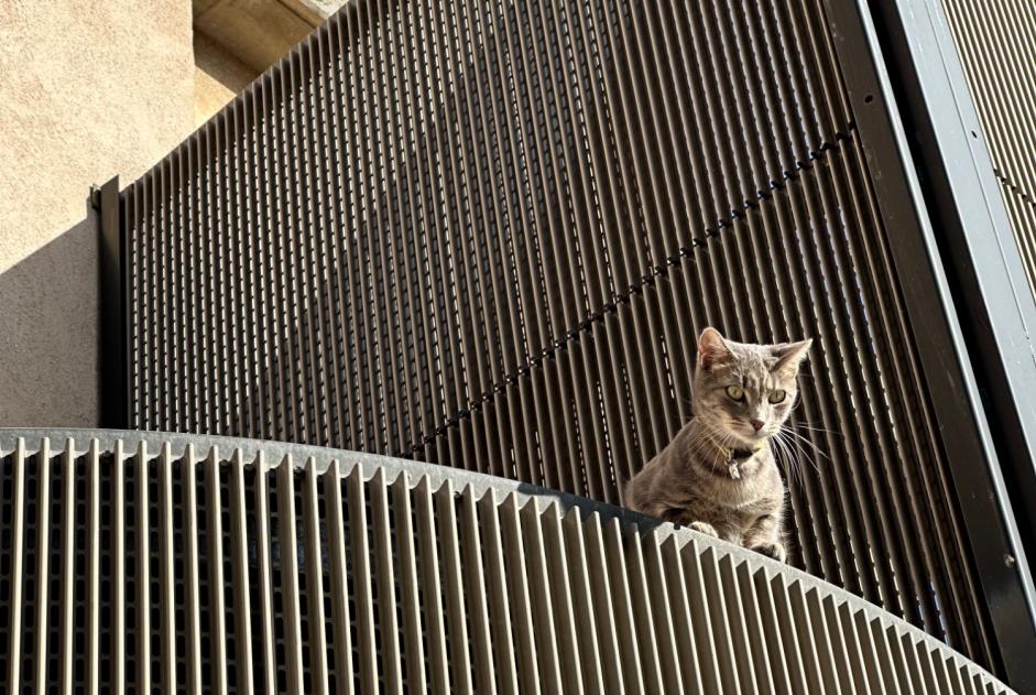 Fundmeldung Katze Unbekannt Saint-Antonin-sur-Bayon Frankreich