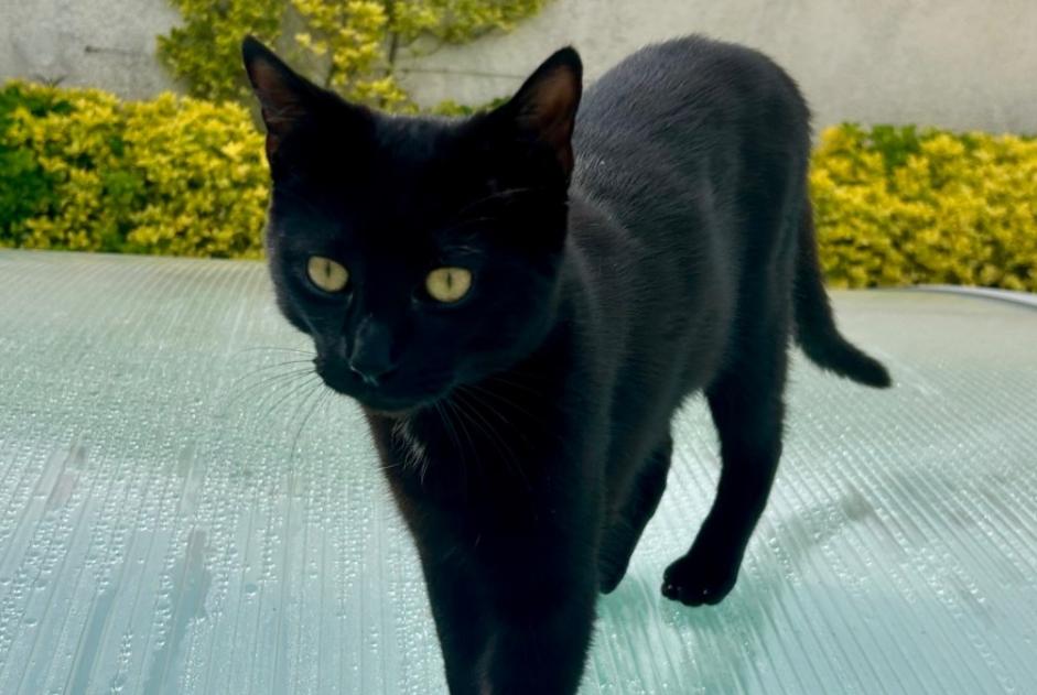 Vermisstmeldung Katze Männliche , 1 jahre Arles Frankreich