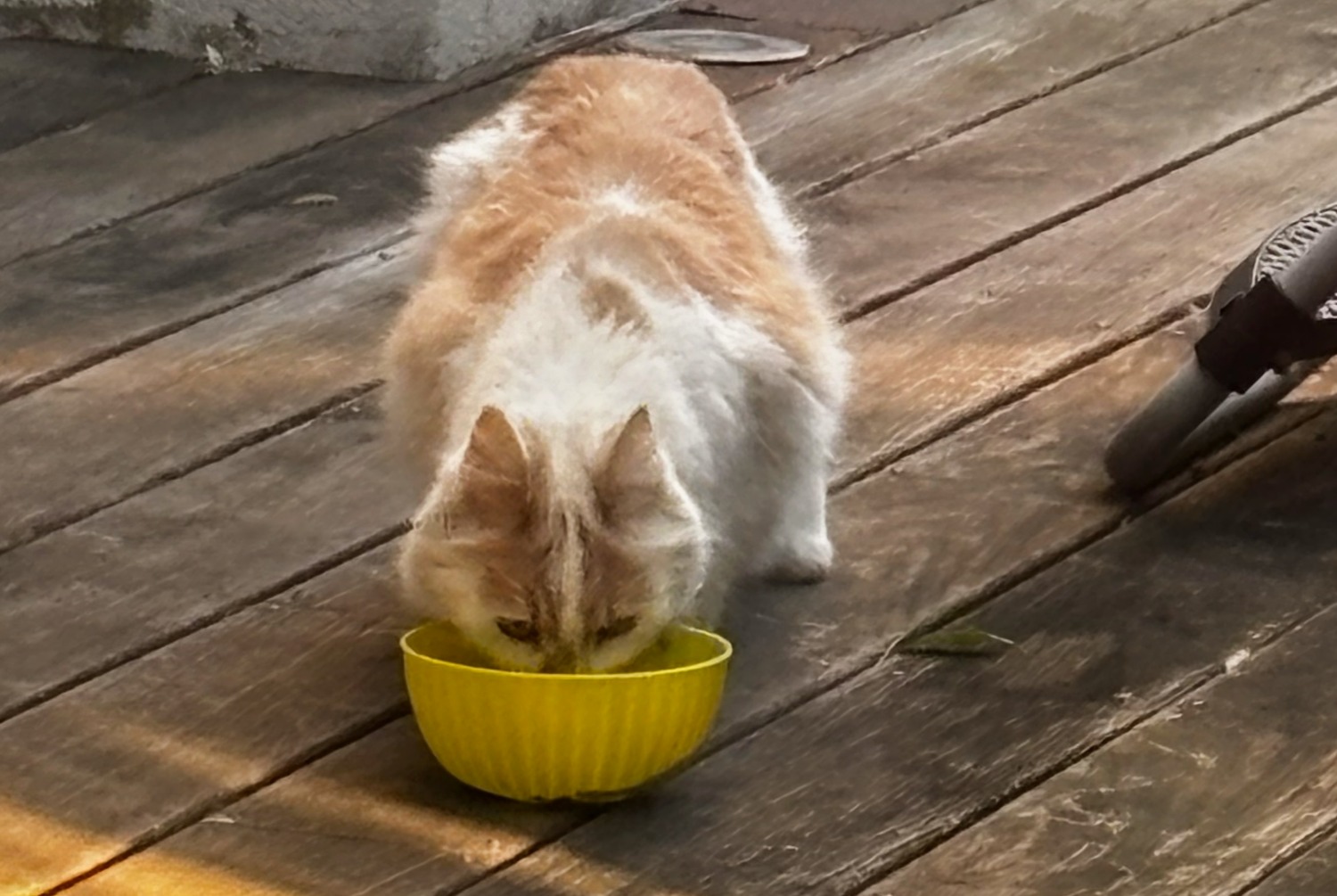 Fundmeldung Katze rassenmischung   , 2026 jahre Aix-en-Provence Frankreich
