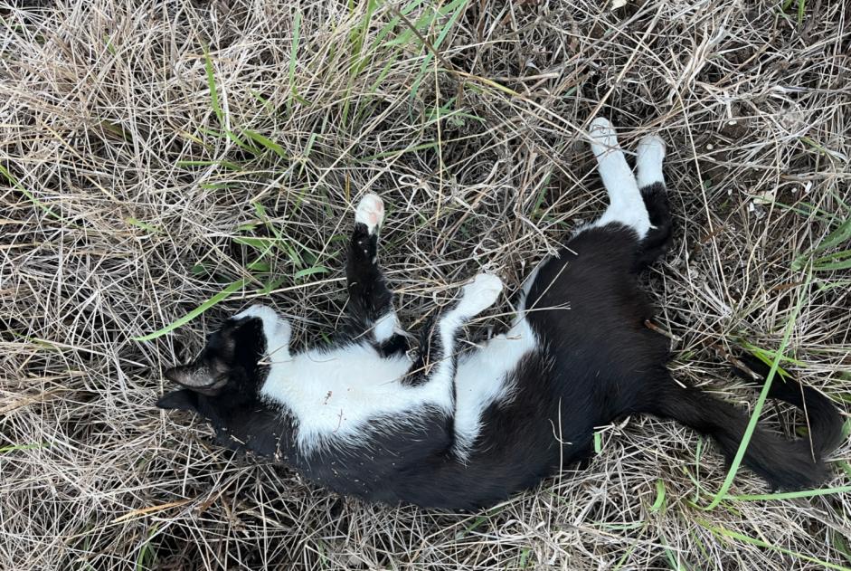 Fundmeldung Katze Unbekannt Istres Frankreich