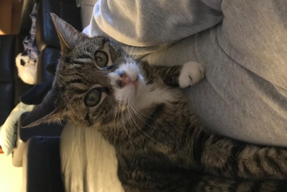 Disappearance alert Cat miscegenation Male , 13 years Salon-de-Provence France Disappearance alert Cat miscegenation Male , 13 years Salon-de-Provence France