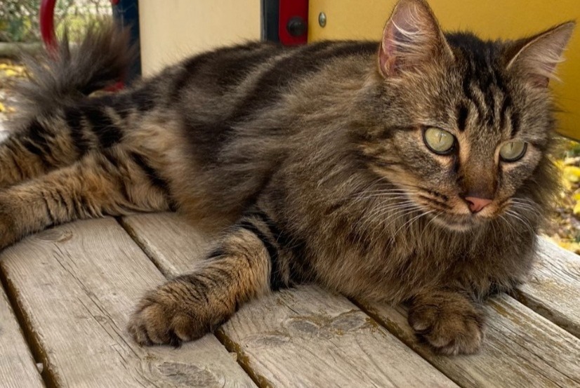 Disappearance alert Cat Male , 4 years Arles France