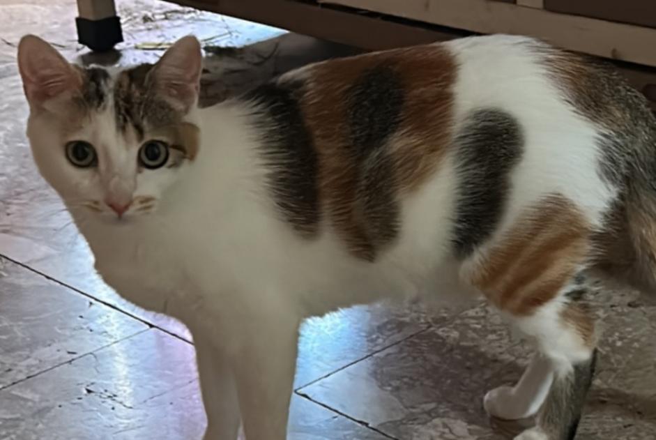 Disappearance alert Cat Female , 1 years Salon-de-Provence France