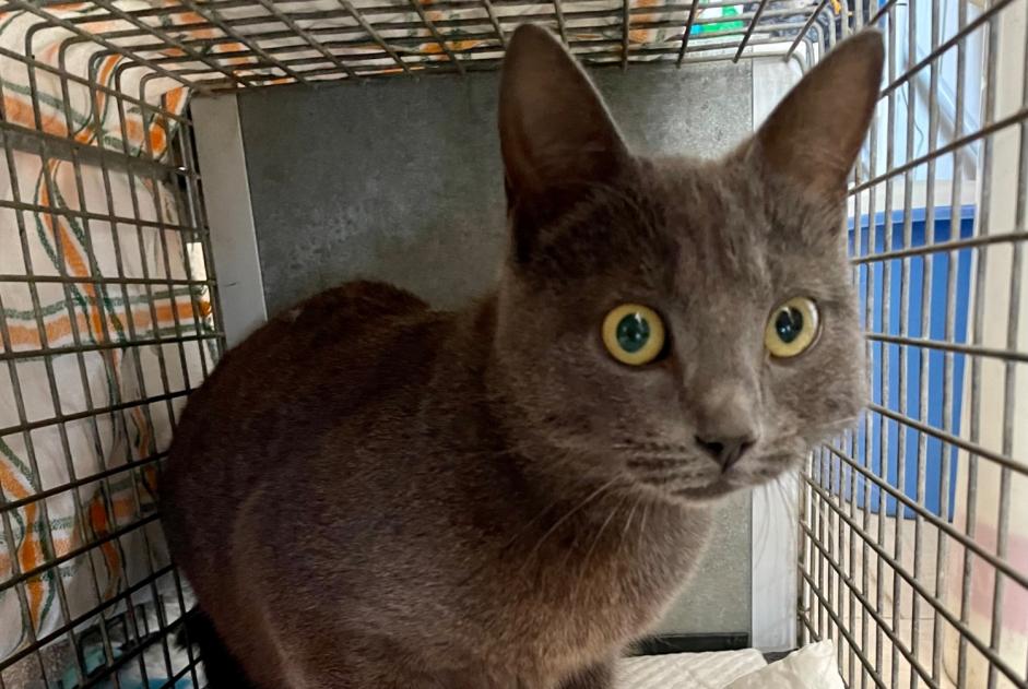 Discovery alert Cat Female Berre-l'Étang France