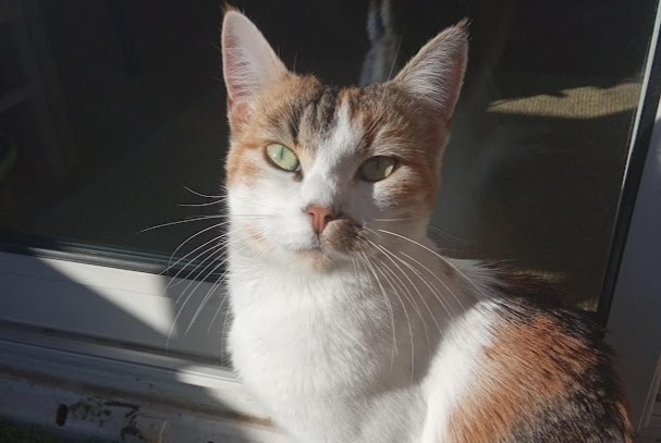 Disappearance alert Cat Female , 4 years Aix-en-Provence France