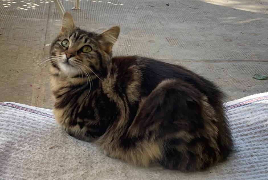 Discovery alert Cat miscegenation  Unknown Vitrolles France
