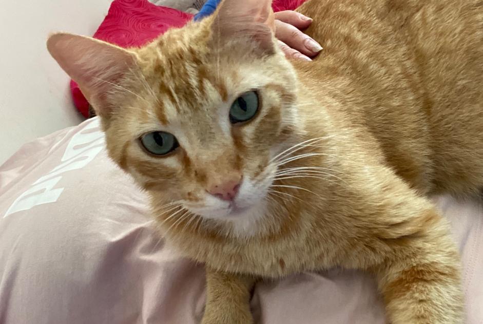 Disappearance alert Cat  Male , 3 years Marseille France