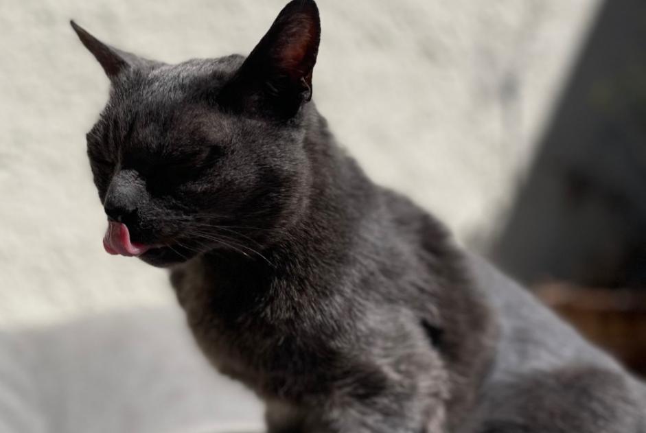 Disappearance alert Cat Male , 18 years Carnoux-en-Provence France