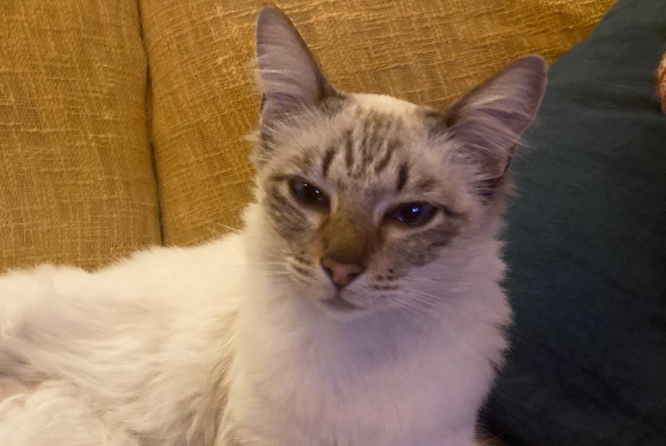 Disappearance alert Cat  Male , 2 years Marseille France