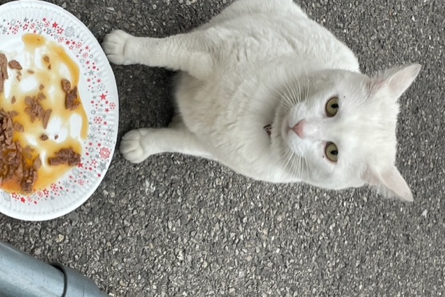 Discovery alert Cat Female Marseille France