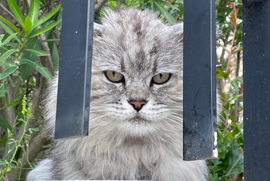 Discovery alert Cat Male Marseille France