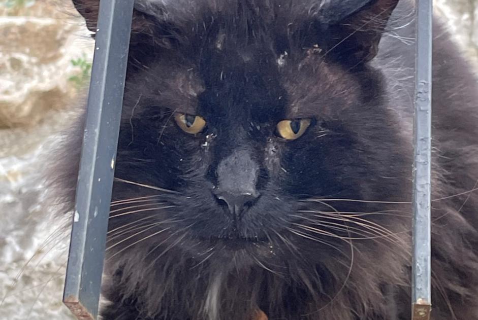 Discovery alert Cat Male Marseille France