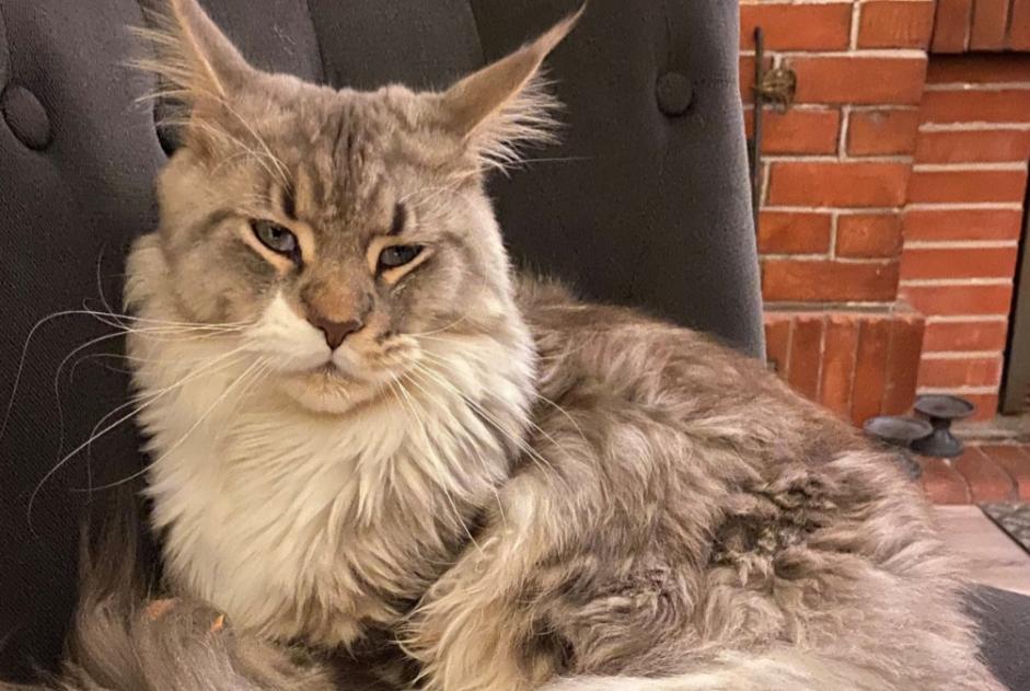 Disappearance alert Cat  Male , 3 years Mimet France