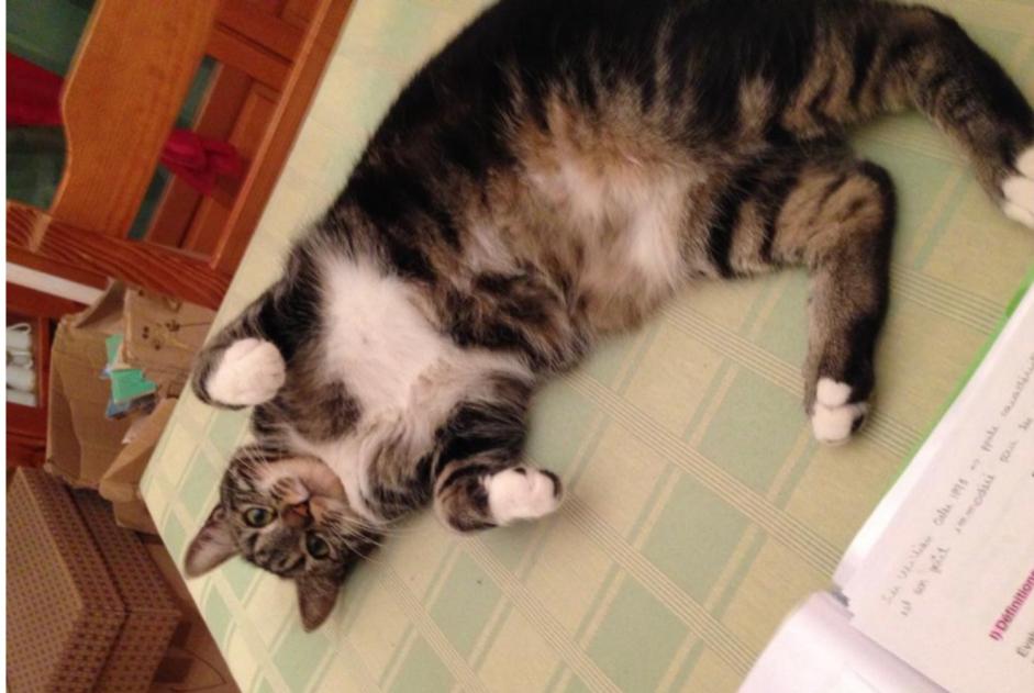 Disappearance alert Cat Female , 9 years Marseille France