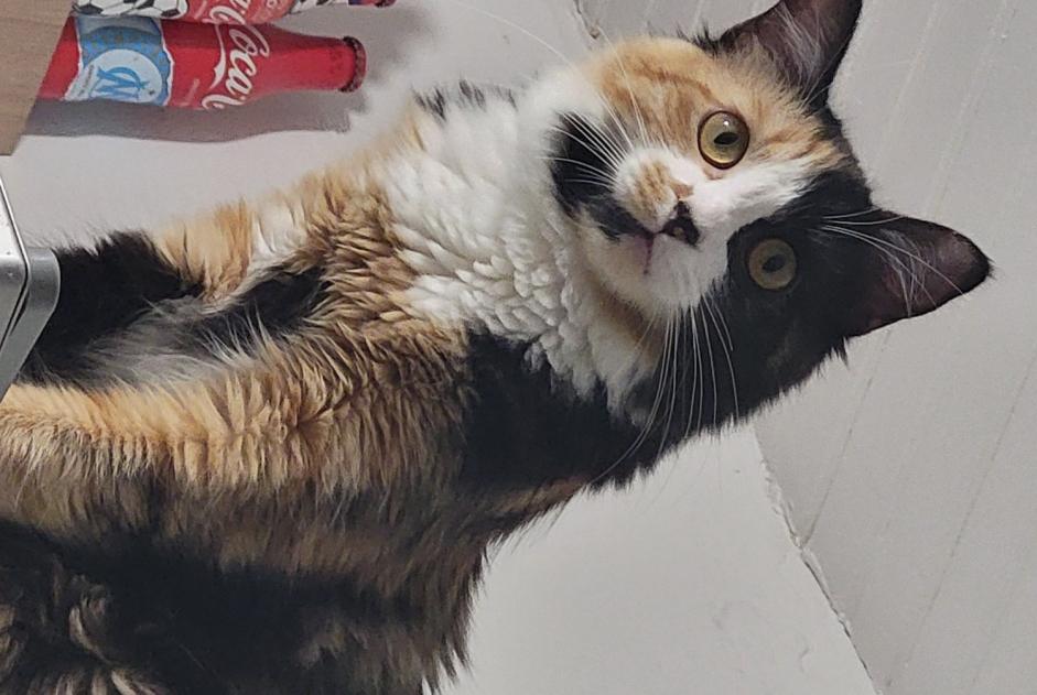 Disappearance alert Cat Female , 1 years Gignac-la-Nerthe France