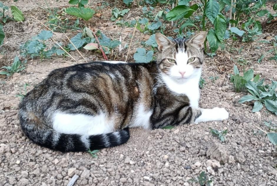 Disappearance alert Cat  Male , 3 years Ventabren France