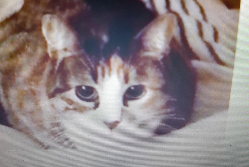 Disappearance alert Cat Female , 4 years Marseille France
