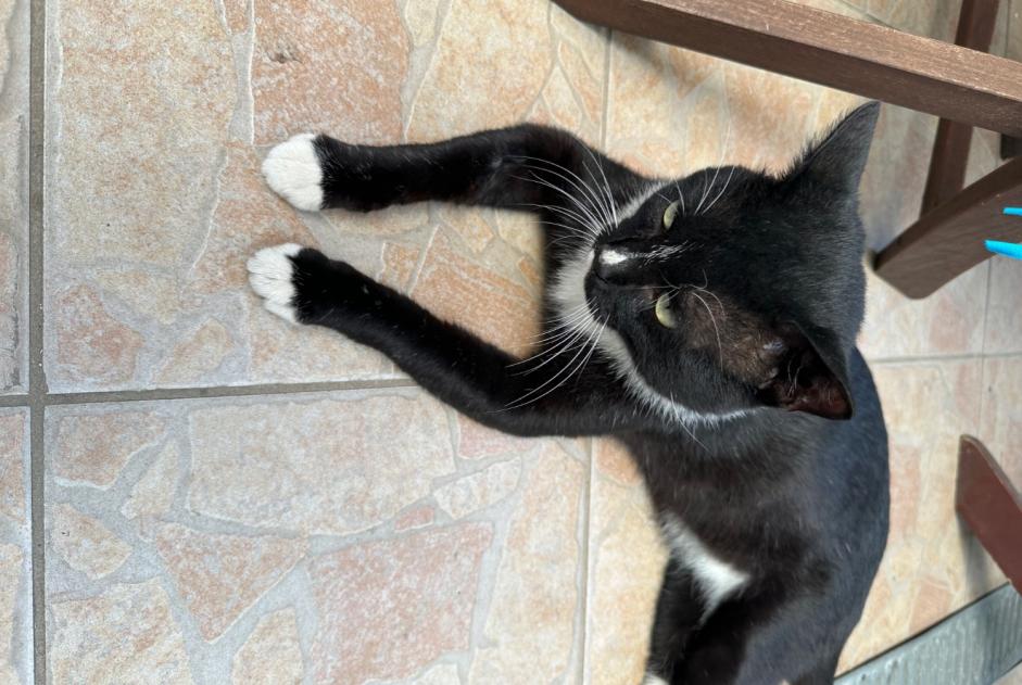 Discovery alert Cat miscegenation  Male Marseille France
