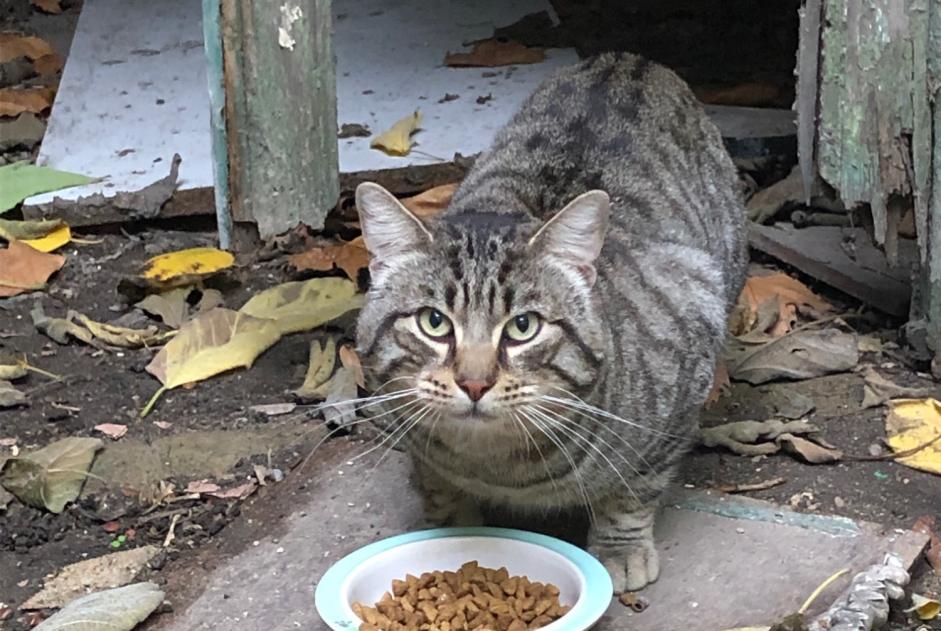 Discovery alert Cat Male Marseille France Discovery alert Cat Male Marseille France