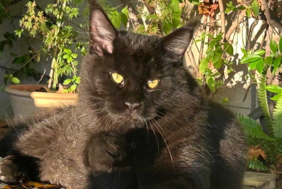 Disappearance alert Cat  Male , 1 years Marseille France