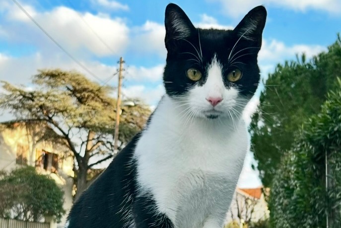 Disappearance alert Cat  Male , 1 years Marseille France