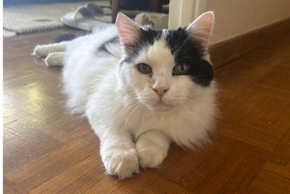 Disappearance alert Cat Male , 16 years Marseille France