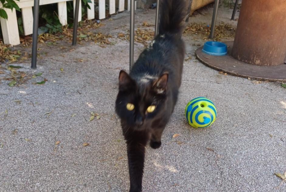 Alerta de Hallazgo Gato Desconocido Rousset Francia