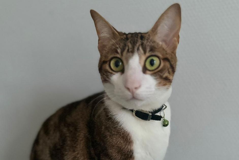 Alerta de Desaparición Gato  Macho , 2 años Saint-Martin-de-Crau Francia