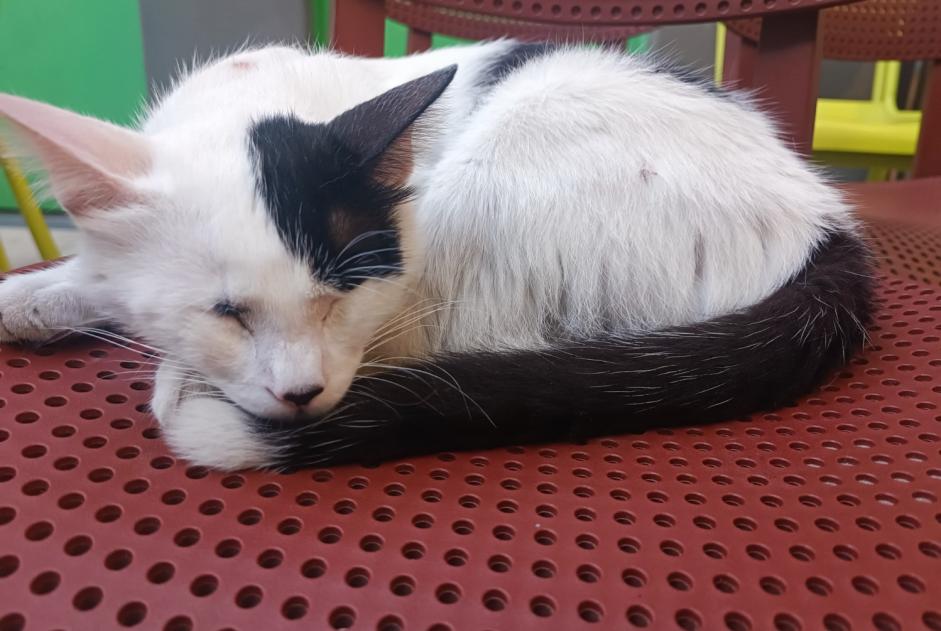 Alerta de Hallazgo Gato cruce  Macho Marseille Francia