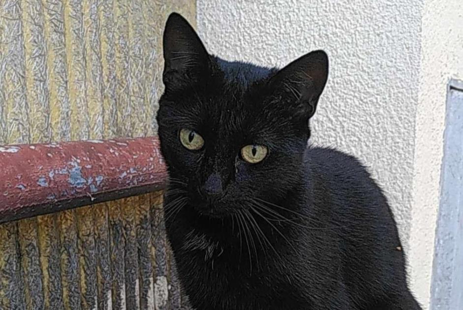 Alerte Découverte Chat Femelle Marseille France