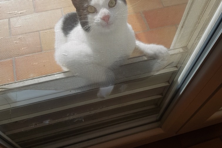 Alerte Découverte Chat Femelle Noves France