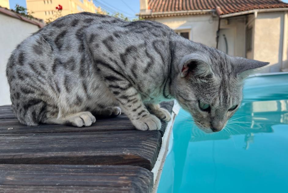 Alerte Disparition Chat  Mâle , 3 ans Marseille France