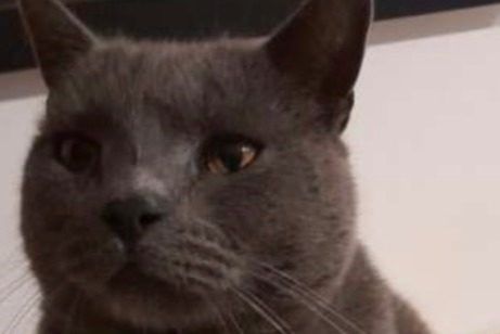 Alerte Disparition Chat  Mâle , 8 ans Gréasque France