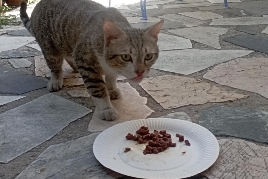 Alerte Découverte Chat Mâle Marseille France