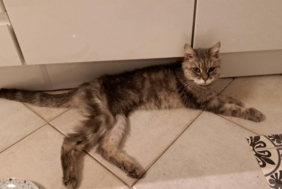 Avviso Ritrovamento Gatto Non conosciuta Aix-en-Provence Francia