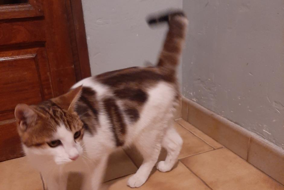 Ontdekkingsalarm Kat Mannetje Arles Frankrijk