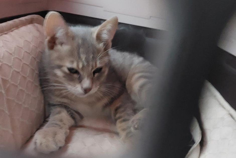 Alerta desaparecimento Gato Macho , 0 anos Châteaurenard France