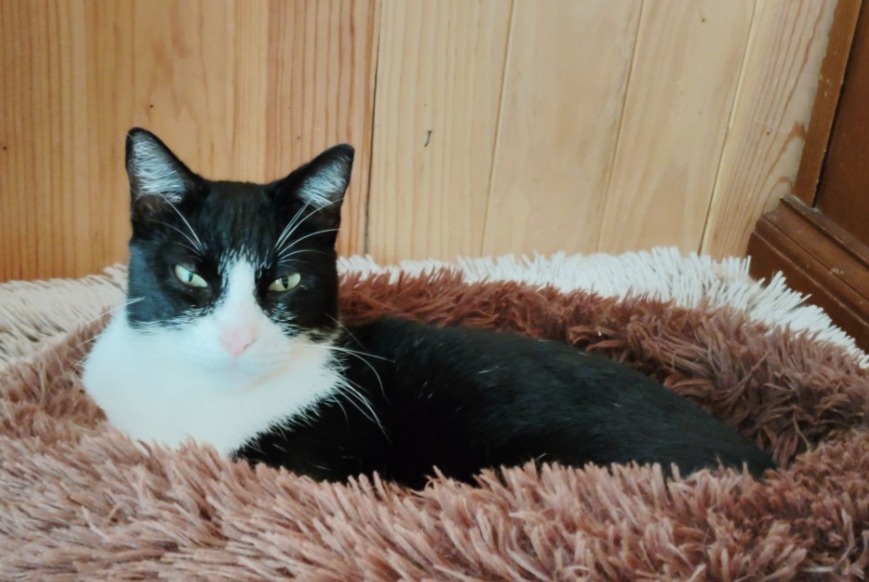 Alerta desaparecimento Gato Macho , 3 anos Marseille France