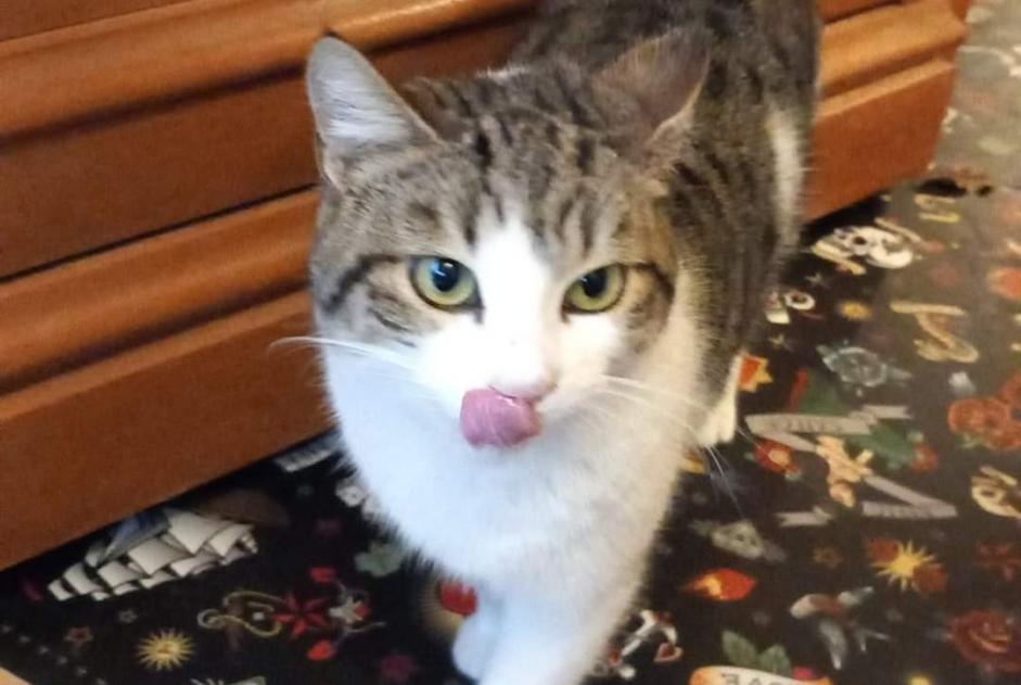Alerta descoberta Gato Macho Marseille France