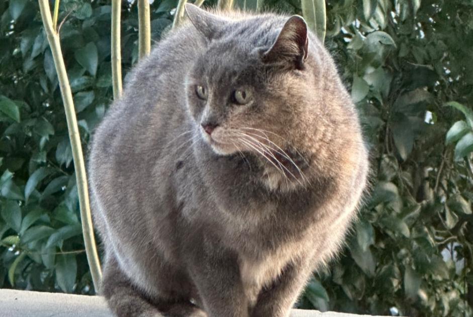 Alerta descoberta Gato Fêmea Lançon-Provence France