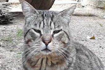 Alerta desaparecimento Gato Macho , 9 anos Marseille France Alerta desaparecimento Gato Macho , 9 anos Marseille France