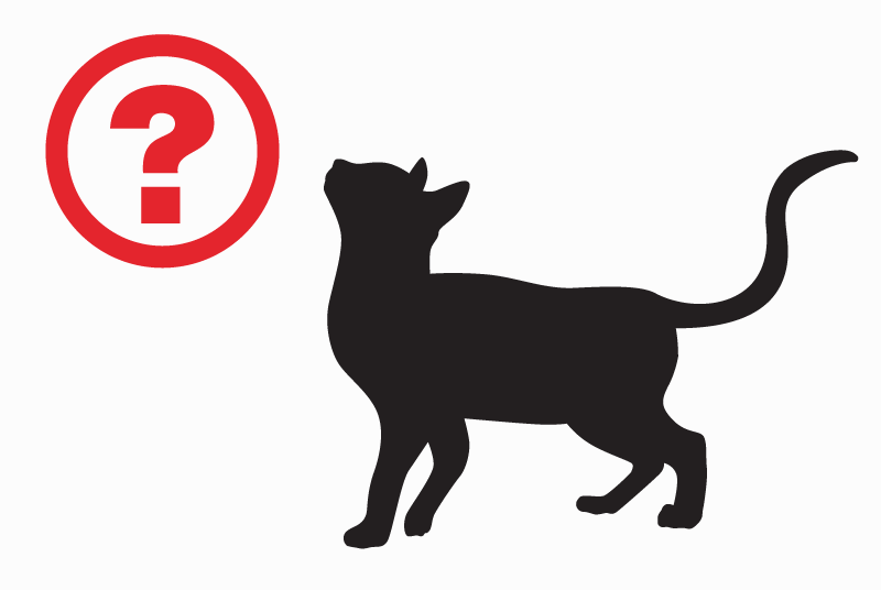 Avviso scomparsa Gatto  Maschio , 3 anni Ensuès-la-Redonne Francia